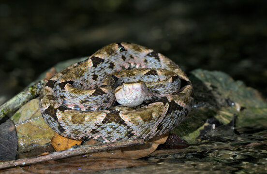 Fer-de-lance or terciopelo snake (Bothrops asper) on a rock in water stream at night, Corcovado National Park, Osa Peninsula, Costa Rica.