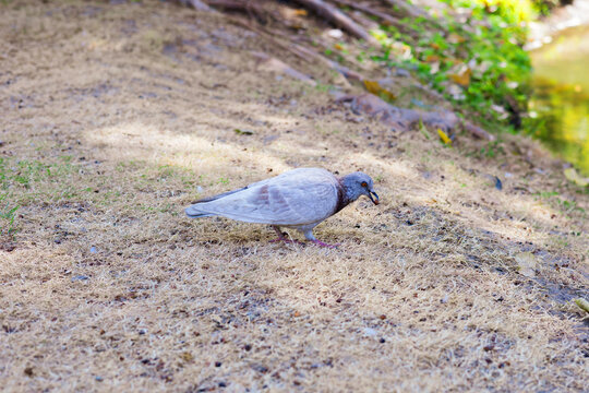 Light grey pigeon animal standing on the grass near a pond in a public park.