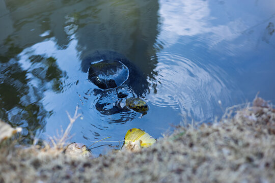 Close up of a wild turtle swimming in the water near the pond bank.