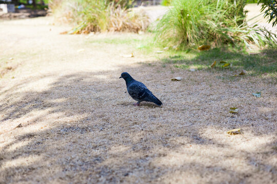 One feral pigeon foraging on dry ground under tree shade with green bushes background.