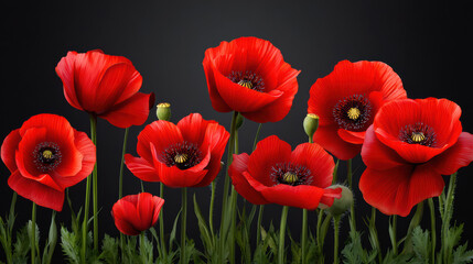 Naklejka premium A vibrant field of red poppy flowers with delicate green stems creates a striking contrast against the soft dark background, evoking a sense of remembrance and beauty.