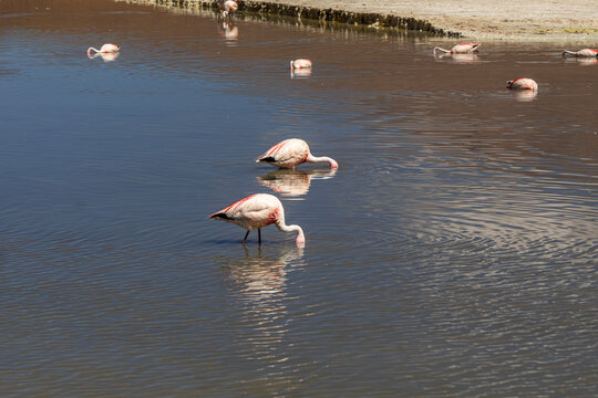 Flamingos in the Lagoon