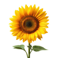 Fototapeta premium Sunflower stands tall with bright yellow petals under natural light in a simple setting