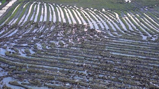 High angle view of a large duck flock walking on a dirt path in a rice field pattern.