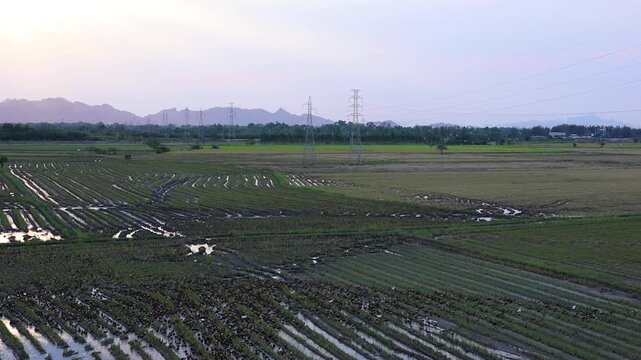 Scenery of green agricultural cultivation land during sunrise in Thailand countryside.