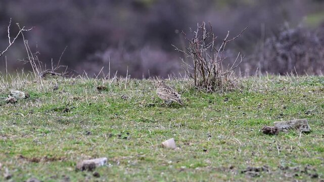 a small, brown-streaked Skylark hopping and foraging across a grassy, stone-flecked hillside, with bare shrubs and a soft-focus wooded background under an overcast sky.