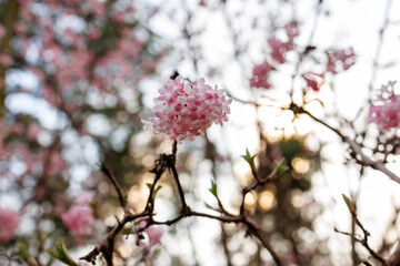 Naklejka premium Cluster of pink Viburnum bodnantense flowers in spring