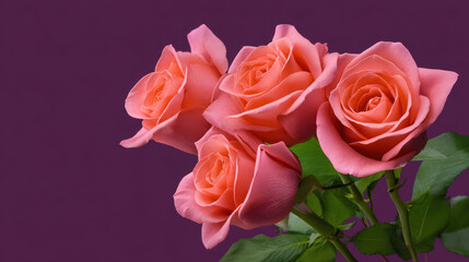 Fototapeta premium A beautiful bunch of peach-colored roses with soft petals and vibrant green leaves are arranged against a rich purple background in a simple, elegant composition.