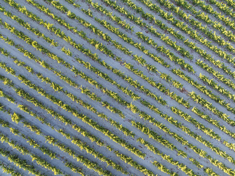 Aerial view of neatly organized rows of vineyards, bathed in soft light, create a mesmerizing pattern of green and earthy tones, Jerez de la Frontera, Andalusia, Spain.
