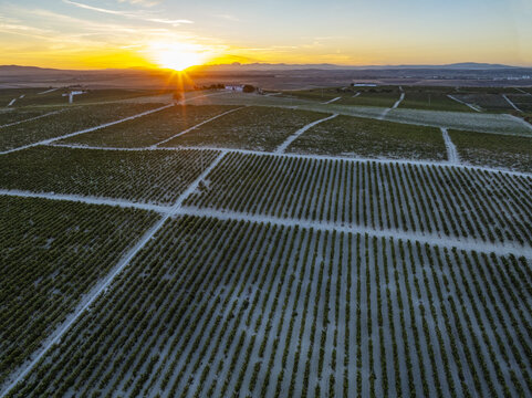 Aerial view of golden sunrise bathes the vineyards in warm light, casting long shadows across the perfectly aligned rows, Jerez de la Frontera, Andalusia, Spain.
