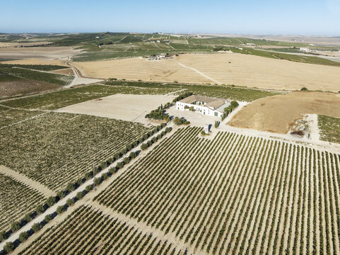 Aerial view of golden fields meet rows of vineyards under a clear sky, punctuated by the geometry of a winery estate, Jerez de la Frontera, Andalusia, Spain.