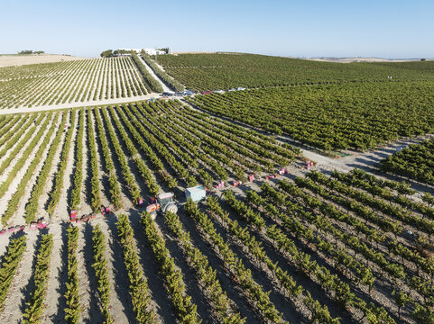 Aerial view of rows of green vineyards stretching towards white buildings in the distance under a clear sky, Jerez de la Frontera, Andalusia, Spain.