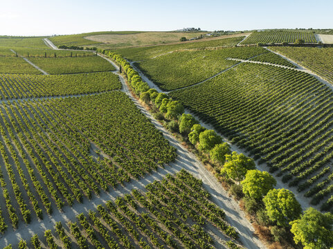 Aerial view of sun-kissed vineyards stretch across the undulating landscape, punctuated by a line of vibrant green trees, Jerez de la Frontera, Andalusia, Spain.