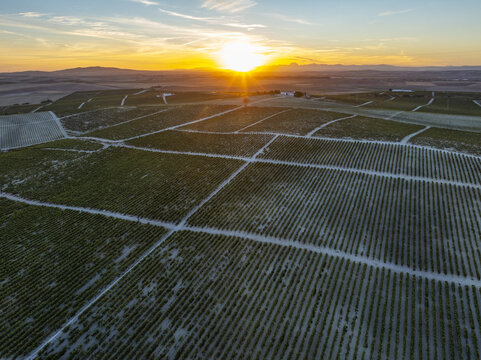 Aerial view of golden sunrise paints the vineyards in warm tones, casting long shadows across the patterned landscape, Jerez de la Frontera, Andalusia, Spain.