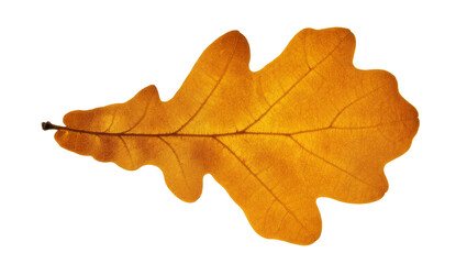 Fototapeta premium Vibrant yellow-orange dry autumn oak leaf, isolated on transparent background, showcasing detailed veins and natural texture, perfect for fall season designs PNG