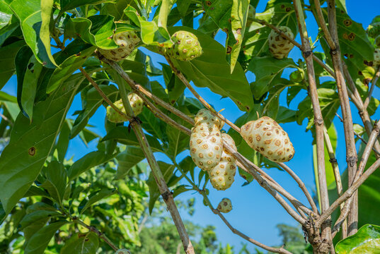 Fresh noni fruit hanging on tree branch with green leaves. Tropical Morinda citrifolia in organic farm garden. Ideal for herbal medicine, healthy lifestyle, and natural supplement themes