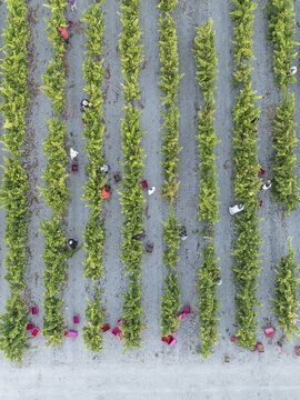 Aerial view of vibrant green rows contrasting with the muted grey earth, a patterned tapestry of nature's artistry, Jerez de la Frontera, Andalusia, Spain.