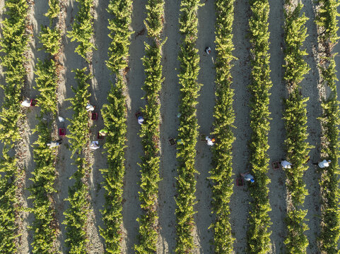 Aerial view of sun-kissed rows of lush vineyards, where small figures harvest the ripe bounty under the clear sky, Jerez de la Frontera, Andalusia, Spain.