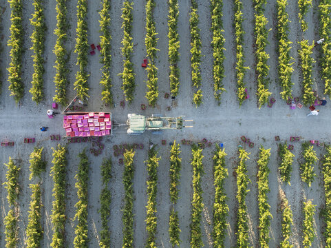 Aerial view of rows of crops, a tractor and workers harvesting, the scene bathed in soft light, Jerez de la Frontera, Andalusia, Spain.