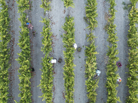 Aerial view of workers harvesting grapes amidst the lush green vineyards of Jerez de la Frontera, Andalusia, Spain.