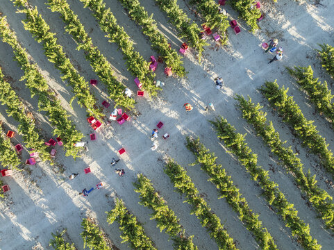Aerial view of verdant rows interspersed with sun-drenched paths, where workers harvest their bounty, creating a vibrant tapestry of nature and labor, Jerez de la Frontera, Andalusia, Spain.