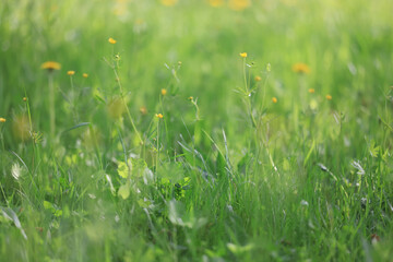 Naklejka premium background of fresh green grass, nature in the field