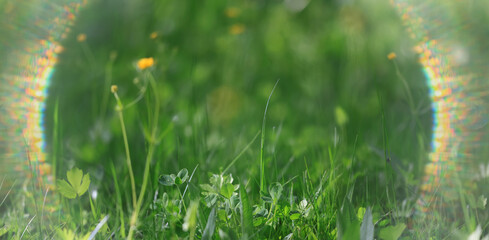 Naklejka premium green background, eco concept, sunbeam glare, a frame of light on a summer backdrop of blurred fresh grass