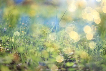 Naklejka premium bokeh grass and flowers, summer nature background, blurred sun glare on fields of meadow flowers and fresh grass