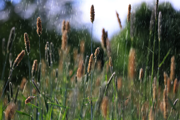 Naklejka premium summer rain on the background of green grass, drops in motion background of fresh nature