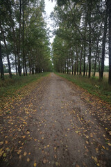 Fototapeta premium Seasonal photo, autumn view of nature in a city park, background