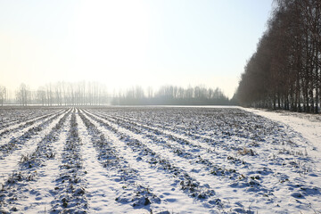 Naklejka premium Winter field landscape with no people, abstract winter view