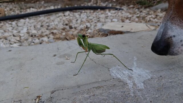 Close-up on a praying mantis being sniffed by small dog  out of curiosity