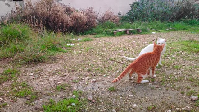 Close-up on two young street cats having a friendly fight.