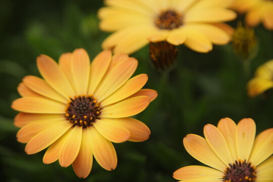 osteospermum