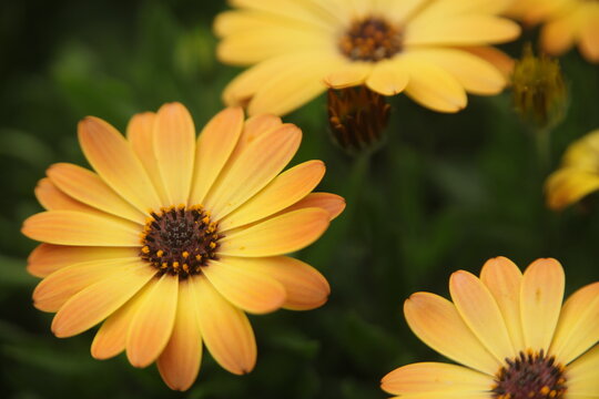 osteospermum