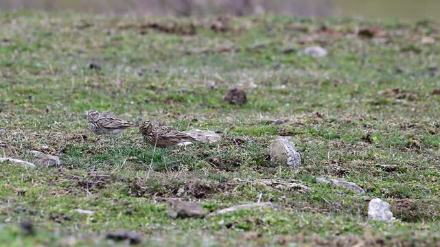 two small, brown-streaked Skylarks interacting on a grassy hillside, with one bird performing a low flight across the frame while the others forage among the stones and low shrubs under an overcast 