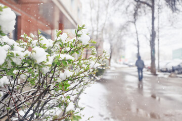 The last snowfall, a spring park, the first leaves and buds on the trees covered with snow, frosts in spring, a change in the weather