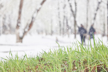 Naklejka premium cold snap, change in weather, green grass covered with snow, snowfall in spring or the first snow in autumn