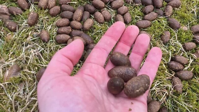 Moose droppings in the forest &ndash; Scat of European Moose (Alces alces) holding in hand. 