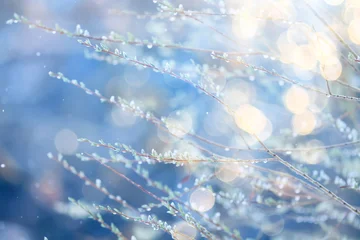 sunny bokeh background in winter park, sunny day abstract nature background © kichigin19