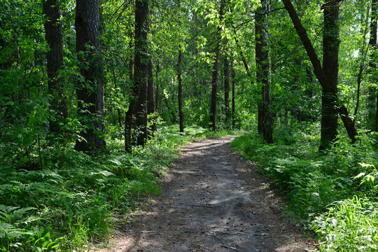 Sunlit Forest Path Through Green spting Woodland