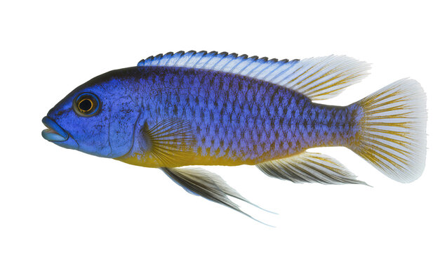 Vibrant blue and yellow cichlid fish, a beautiful freshwater aquarium species, captured in a detailed studio shot, isolated PNG on transparent background