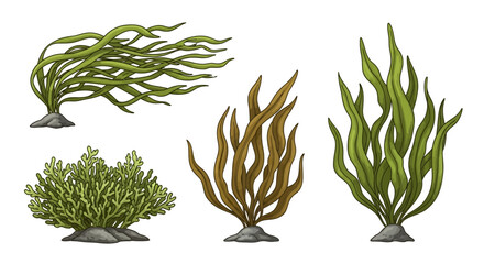 Variety of seaweed types displayed. © gundul