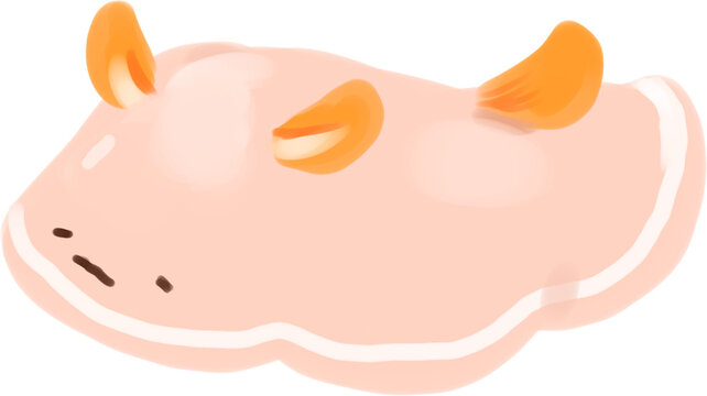 Jorunna parva(Sea bunny)