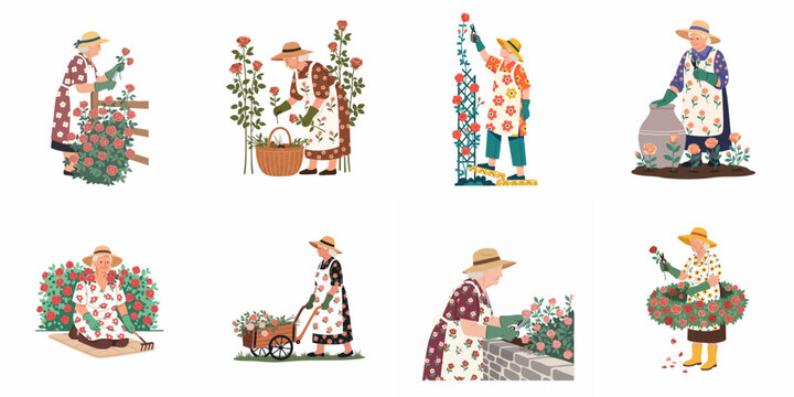 Set of flat vector illustrations featuring elderly women gardening and caring for rose bushes in various poses, promoting active senior lifestyle and hobbies.