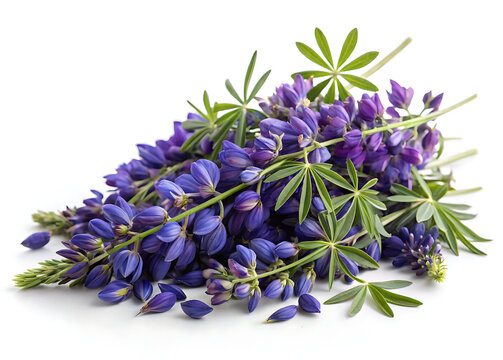pile of Indian Aconite