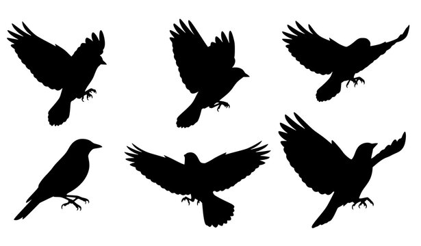 Black Bird Silhouettes Collection Flying and Perching Birds Vector Set