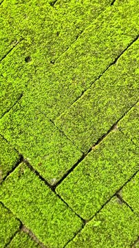 A high-angle macro shot of lush, vibrant green moss thriving on the surface of rectangular paving stones. The footage highlights the soft, velvet-like texture of the bryophytes filling the gaps and co