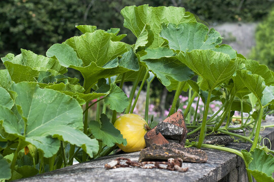 Le potager