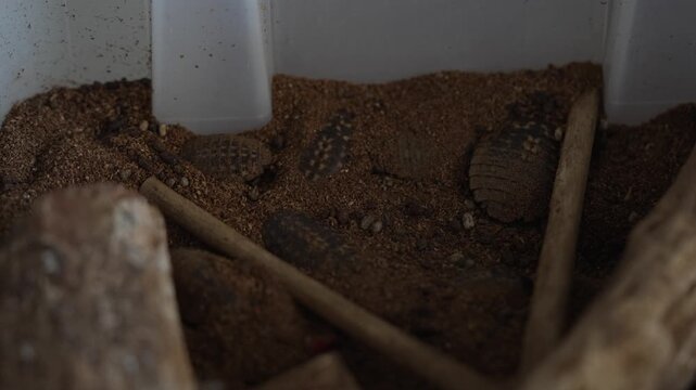 Group of Giant Cave Cockroaches Hiding Underneath Soil in Plastic Habitat